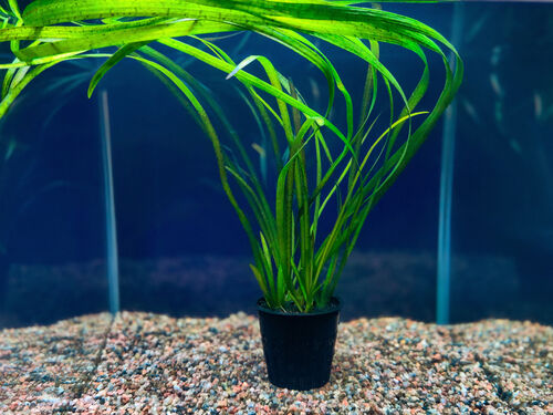 Валлиснерия Тигровая (Vallisneria spiralis var. spiralis Tiger)