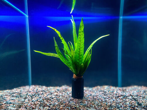 Папоротник Таиландский узколистный (Microsorum pteropus «Narrow»)