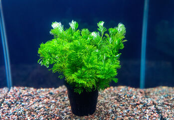 Лимнофила Разнолистная (Limnophila heterophylla)