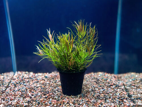 Людвигия Бривипес (Ludwigia brevipes)