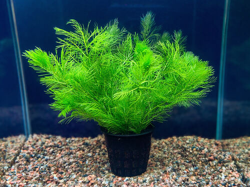 Перистолистник Матогросский Зеленый (Myriophyllum Matogrossense Green)