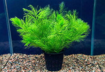 Перистолистник Матогросский Зеленый (Myriophyllum Matogrossense Green)