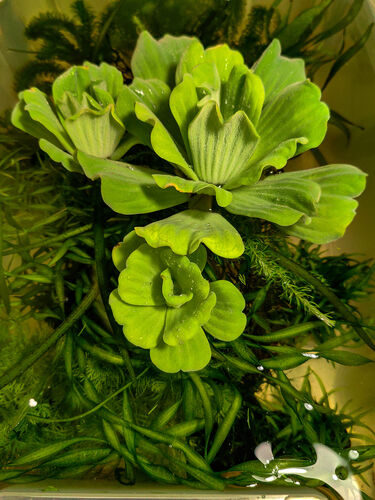 Пистия Телорезовидная (Pistia stratiotes), (порция 5шт)