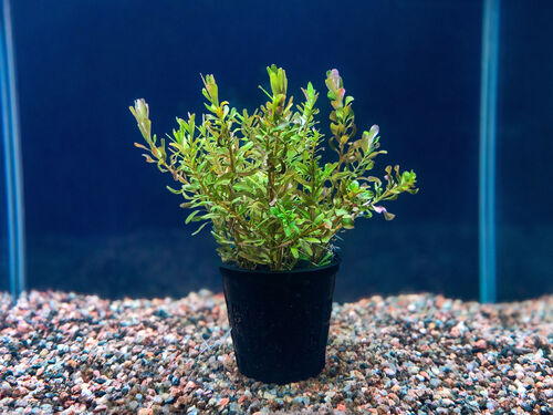 Ротала Индика (Rotala indica)