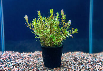 Ротала Индика (Rotala indica)